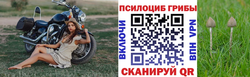 дарнет шоп  Наволоки  Псилоцибиновые грибы Cubensis 